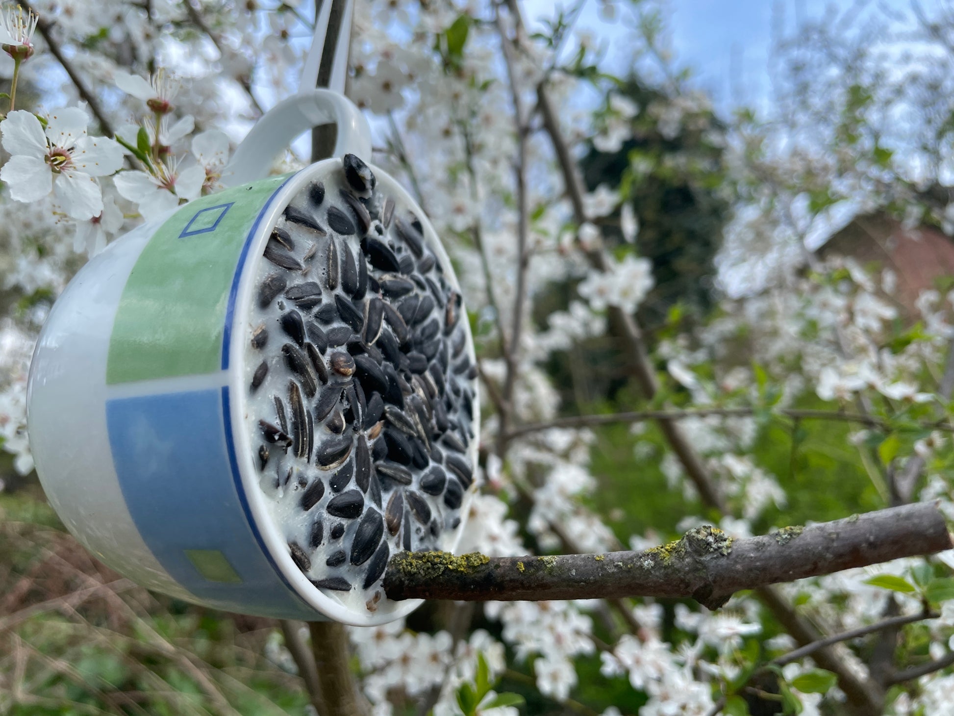 So macht Füttern Freude: Aus ausgedienten Tassen werden kreativ gestaltete Futterplätze, an denen Vögel sich die Kürbiskerne aus dem Wachs picken können.  Im ZukunftsZentrum Dannenberg wurden diese besonderen Vogeltassen in sorgfältiger Handarbeit hergestellt. Jede Tasse ist ein Unikat.  Die Vogeltassen sind eine originelle Geschenkidee für jeden Vogelfreund. Und der nächste Winter kommt bestimmt!